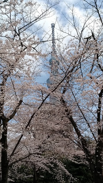 桜とスカイツリー
