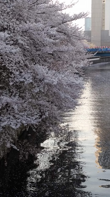 目黒川沿い桜並木