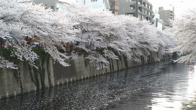 目黒川沿い桜並木9