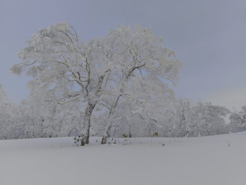 名寄ピヤシリスキー場